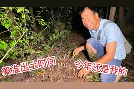 算准鸡枞菌的出土时间，去年的位置发现大货，看看阿金哥是啥反应