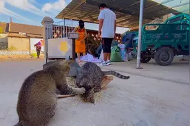 农村晒小麦，猫腻满满，狸花猫全程陪伴，到处抓虫！视频封面