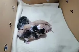 产房传喜讯，猫咪一胎生了七只，我也荣升当上了猫姥爷。视频封面