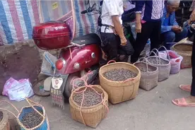 炮哥带你们去看野生念子，也叫金娘子你们知道有什么作用吗