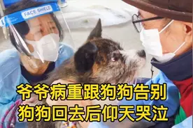 狗狗跟爷爷最后的告别，人间真情视频封面
