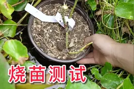 牛粪+稻壳+木屑，不发酵养花，到底会不会烧苗。