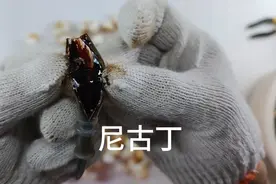 花了120块，用一百根烟做个吸烟的实验，看完你还敢吸烟吗？