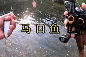 路亚马口选择窗口期出钓，早晚比较活跃，基本上都开口视频封面