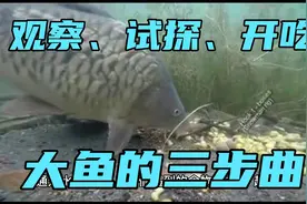 大鱼有“三步”规律，怎样按此布局，更快上鱼，更多上鱼？有绝招视频封面