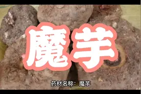 中药魔芋的作用与功效。性味归经。视频封面