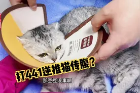猫咪后腿不能跳，不爱吃？结合化验结果，给猫打441逆推猫传腹？