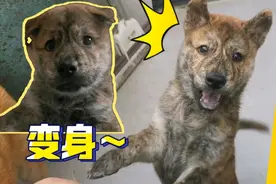 小虎斑犬到家一个月，从呆萌小可爱变身精神小伙，颜值依然在线！视频封面
