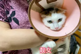 非常坚强的小猫，强忍着每天打针带来的痛楚，没什么比活着更重要视频封面