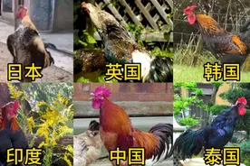 盘点不同国家公鸡打鸣，印度搞笑，日本持久力强，中国叫声响亮视频封面