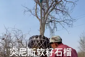庭院栽什么果树最好呢？俗话说“东榴金，西柿银”，石榴绝对首选视频封面