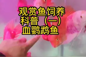 观赏鱼饲养科普（一）血鹦鹉鱼视频封面