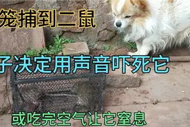 两只老鼠居然同时被捕到，博美犬决定用声音吓死它视频封面