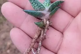 元宝多肉植物如何繁殖养殖，简单一招，就能轻松学会视频封面