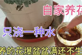 自家养花，只浇一种水，盆盆爆满还不生虫！视频封面