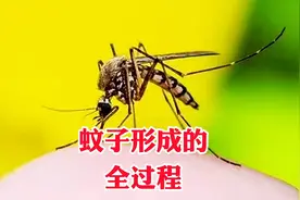 蚊子形成的全过程。