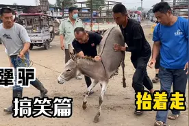“西域神兽”牵着不走，打着倒退，陕西小毛驴上演搞笑版“犟驴”视频封面