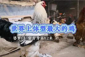 小伙在农村养殖婆罗门鸡，世界上体型最大的鸡，竟然还喂桃子吃视频封面