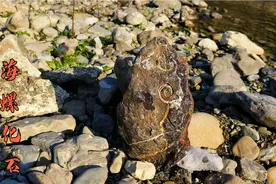 姑娘捡石头上瘾，大年三十还在河边寻宝，竟被她捡到块螺化石视频封面