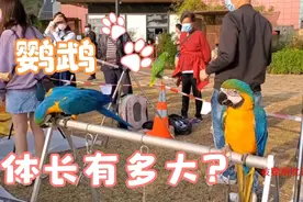 香港鸟友聚会，看看大型鹦鹉有多大，原来大葵小葵鹦鹉差这么多！视频封面