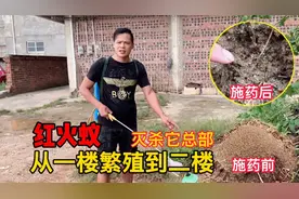 “红火蚁”入住小何家，从一楼繁殖到了二楼，小何找到它总部全灭
