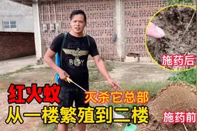 “红火蚁”入住小何家，从一楼繁殖到了二楼，小何找到它总部全灭