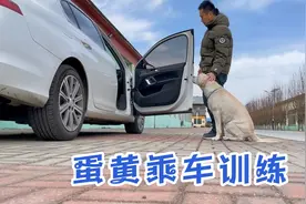 拉布拉多蛋黄乘车习惯训练，上下车不慌，车上安静的坐着，安逸！视频封面