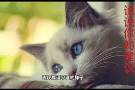 单身的会有些特征视频封面