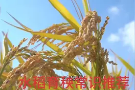 东北水稻育秧技术推荐，个人观点，不足之处多多指教！视频封面