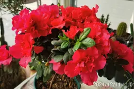 杜鹃花养殖方法和注意事项，北方室内杜鹃花盆栽养护的两个要点视频封面