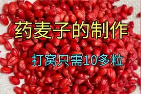 红色“中药麦粒”诱鱼快，打窝只需10多粒，鱼儿闻着味道就来了视频封面