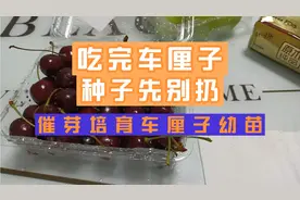 教你在家用车厘子种子催芽培育幼苗，可做盆栽观赏可结果子