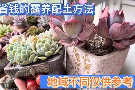 “省钱的”多肉露养配土方法！河沙真的太划算了，邻居送了一大袋视频封面