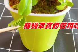 家里苍蝇多，我买了一棵捕蝇草，有没有效果马上揭晓！视频封面