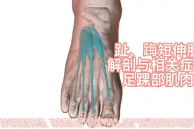 趾、踇短伸肌_解剖与相关症状_足踝部肌肉视频封面