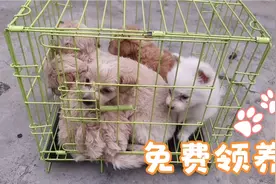 博美又被泰迪糟蹋，生了一窝串串，本地喜欢的可以免费领养！视频封面