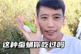 都吃过蚕蛹，你一定不知道蚕蛹是怎么来的，小五带大家认识一下视频封面