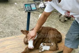 西门塔尔，初生牛犊有多重？以为有100斤，结果才这么点，正常吗