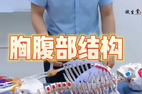 胸部部位的结构以及解剖讲解