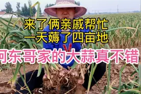 阿东哥家大蒜自己拔六个人一天干四亩地省啦一千四百元！真带劲！