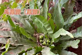 身边的草药（369），鸟巢蕨（巢蕨），强筋壮骨活血化瘀的草药