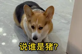 我家柯基的叫声有点不一样啊！视频封面