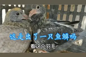 圆环元宝搬家发现信鸽出的一对小崽很有意思，看样子是不是鱼鳞