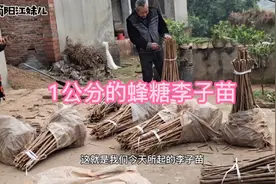 蜂糖李子:早熟品种，5月份上市，个大脆甜还离核，吃过的都说好。视频封面