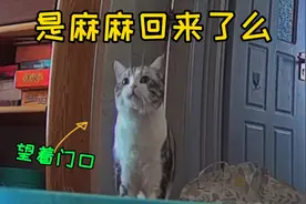 猫都这样吗？主人外出，猫就等在门口，不玩不闹也不好好吃饭...