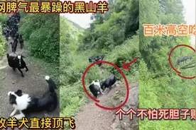 全网脾气最暴躁的黑山羊！把牧羊犬直接顶飞！个个不怕死胆子贼大视频封面