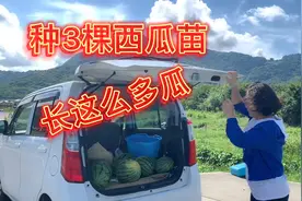 淳妈在日本试着种西瓜，打折半价苗长成王者，一棵照样结10个视频封面