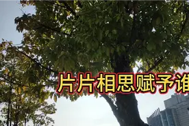 金典歌曲一片片相思赋予谁视频封面