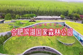 全景拍摄合肥第一氧吧—滨湖国家森林公园，这里曾多次登上央视！视频封面
