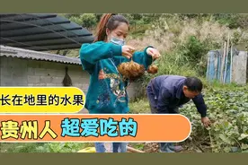 贵州超爱吃的一种长在地里的水果#估计很多北方人的没见过😋视频封面